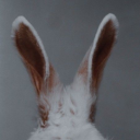 followtherunrabbit avatar