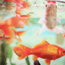 followyourfish-blog1 avatar