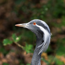 foma-creature avatar