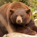 fondofcowboys avatar