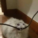 fonopolopucus avatar