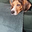 fontyemhemzin avatar