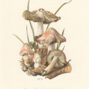 food-for-my-soul avatar