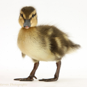 foodisfabulousest avatar