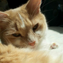 foolingrichmond avatar