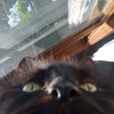 fools-canbe-kings avatar