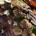 fools-catacomb avatar