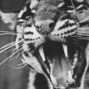 footprintlove avatar