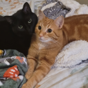 for-fox-sakess avatar