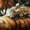 for-me-and-my-thoughts avatar