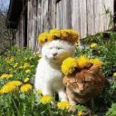 for-my-sweethearts avatar