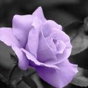 for-you-my-heart avatar