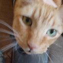 forbidden-cod avatar