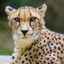 forbiddencheetah avatar