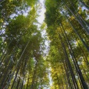 forceghosts-if avatar