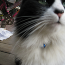 forceofaragingriver avatar