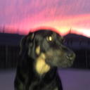 forceofneature avatar