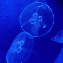 foreign-mamiiii avatar