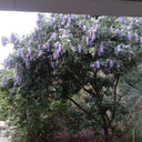 foreignblulover avatar