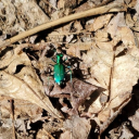 forest-and-fauna avatar