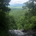 forest-artboys avatar