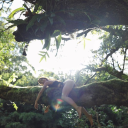 forest-fairies avatar