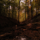 forest-luv avatar