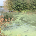 forestandjade avatar