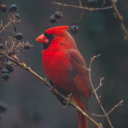 forestcardinal avatar