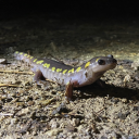 forestfeeling avatar