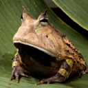 forestfrog avatar