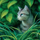 forestgreenmeow avatar