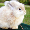 forestmeadows avatar