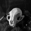 forestmurmurs avatar