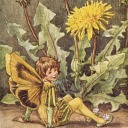 forestofardennes avatar