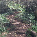 forestofwishes avatar