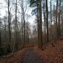 forestreverie avatar