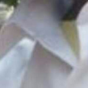 foresttopitto avatar