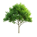 forestundersky avatar