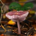 forestwitch-mothy avatar