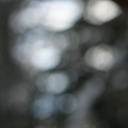 forestwiththesilverbranches avatar