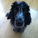 forever-into-the-night avatar