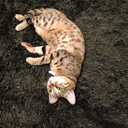 forever-sharns avatar