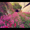 forever-wander-neversettle avatar