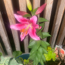 foreverangel-24 avatar