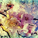 foreverfuchsia avatar