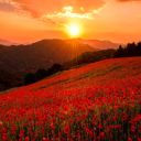 foreverjustadreamer avatar