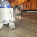 foreverlilaclies avatar