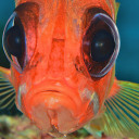 forfendandrearend avatar