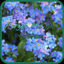 forget-me-not-system avatar